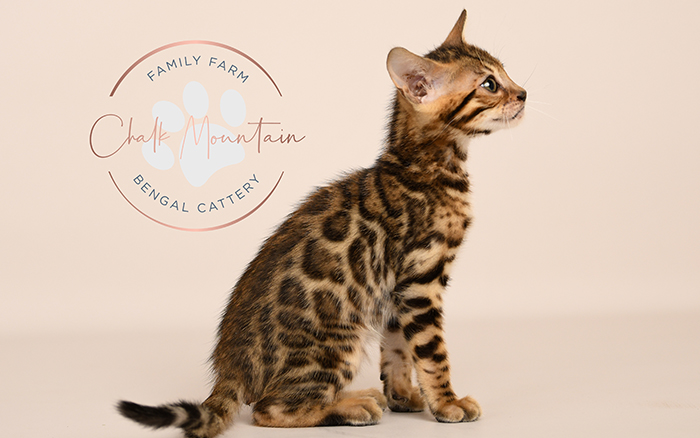 Bengal kitten for sale